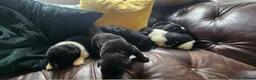 Newfoundland dogs for sale: Beautiful KC Registered Newfoundland Puppies!! - Advert 4