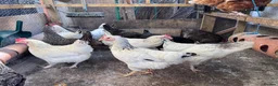 Chickens poultry for sale: Chickens for sale  - Advert 2