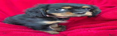 Cavalier King Charles Spaniel 7