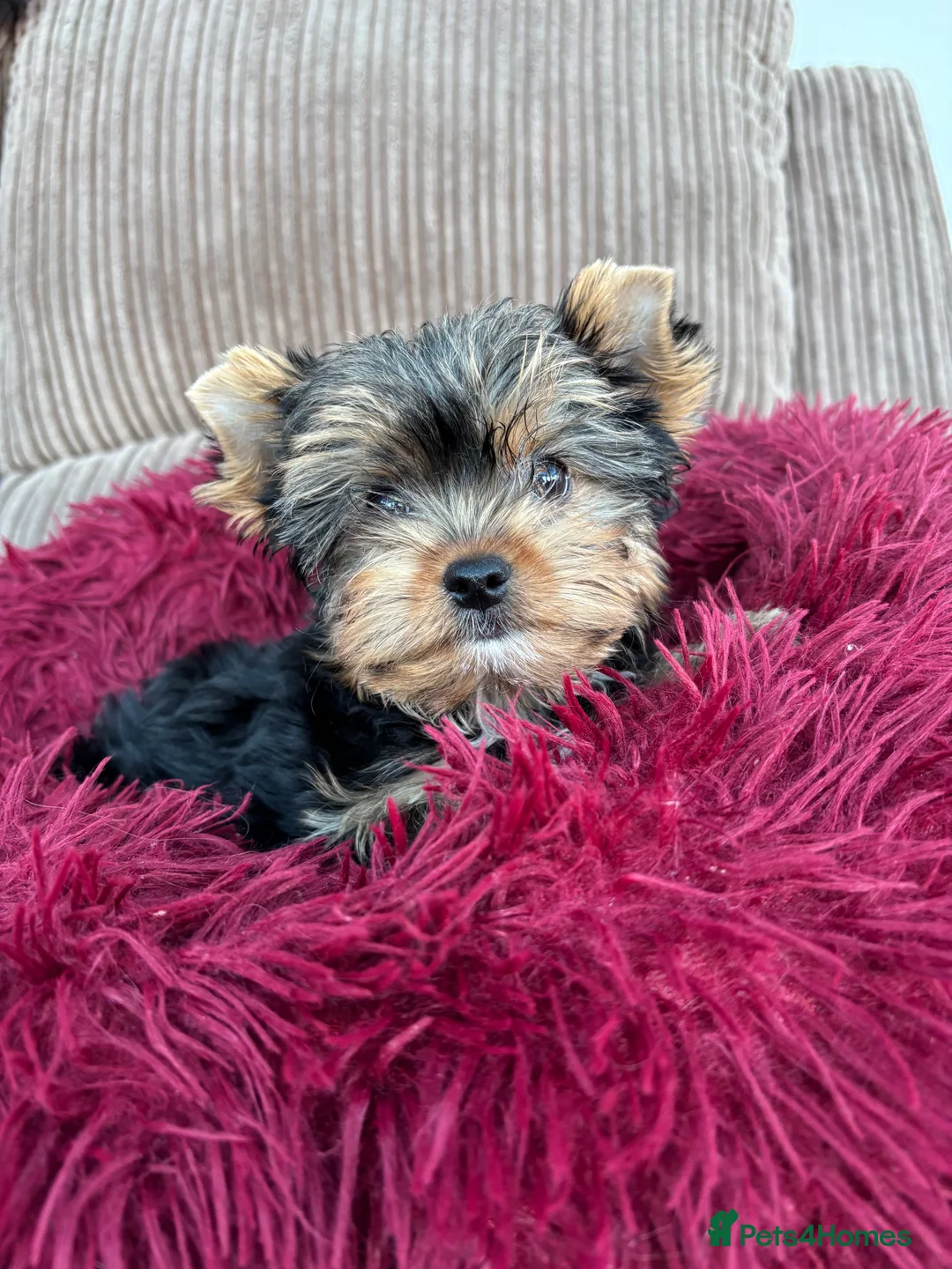 Yorkshire Terrier dogs for sale: Beautiful ned (pedigree name) - Advert 13