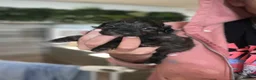 Shihpoo dogs for sale: ⭐️ 5 star rated Toy Shihpoo puppies ⭐️ - Advert 8