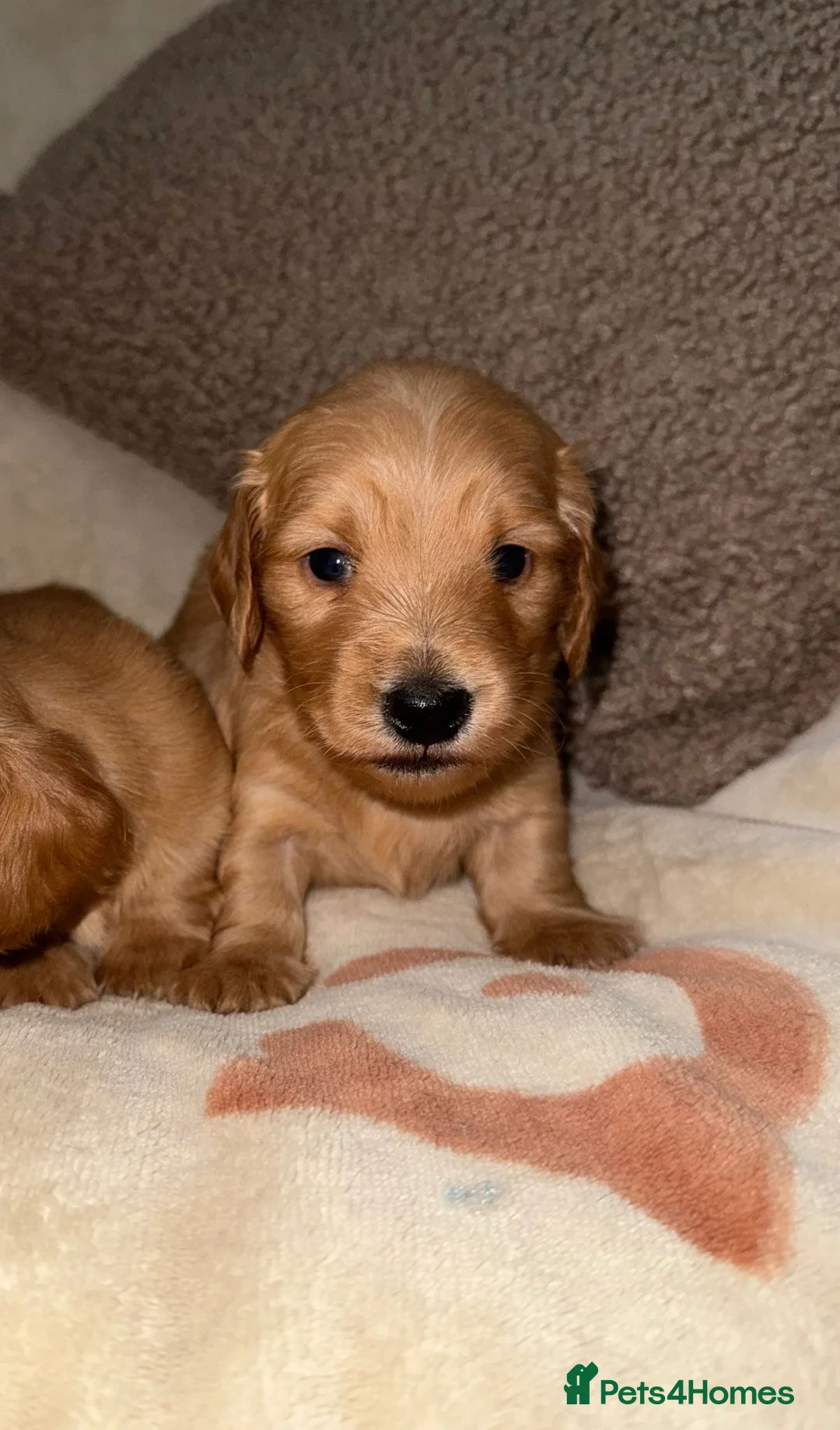 Miniature Dachshund dogs for sale: 🧡💛Stunning Longhaired Dachshund Puppies💛🧡 - Advert 1