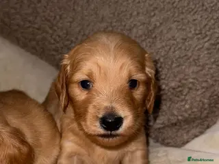 Miniature Dachshund dogs 🧡💛Stunning Longhaired Dachshund Puppies💛🧡 - Advert 3