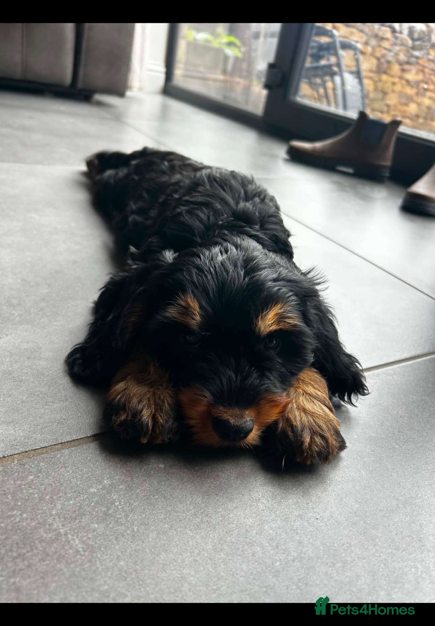 Cockapoo dogs *ONE GIRL LEFT *Stunning f1 cockapoo puppies  - Advert 1