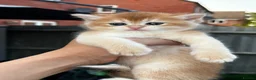 British Shorthair cats for sale: BSH Golden kittens TICA Reg - Advert 10