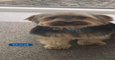 Mixed Breed dogs - Advert 8
