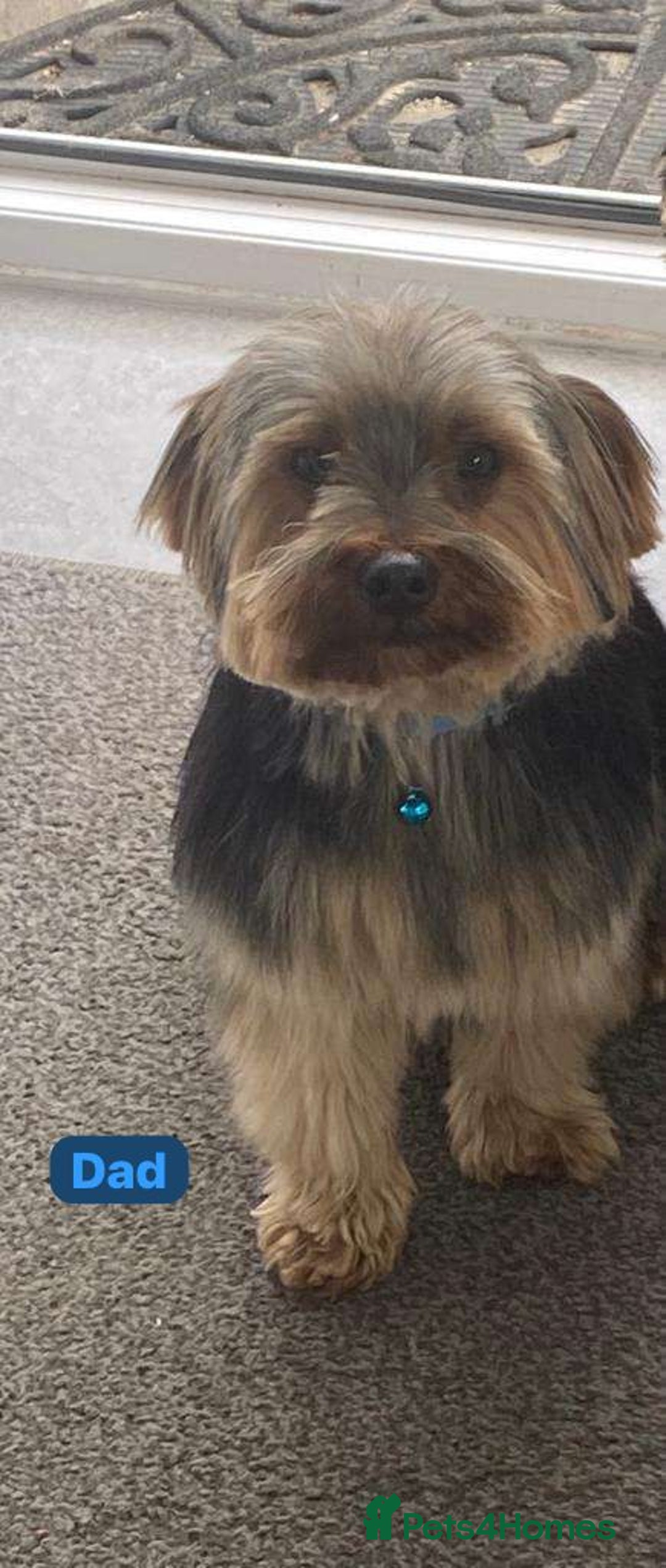 Mixed Breed dogs for sale: 3 yorkshire terrier x Jack Russell  - Image 2