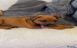 Mixed Breed dogs for sale: whippet mix - Image 15