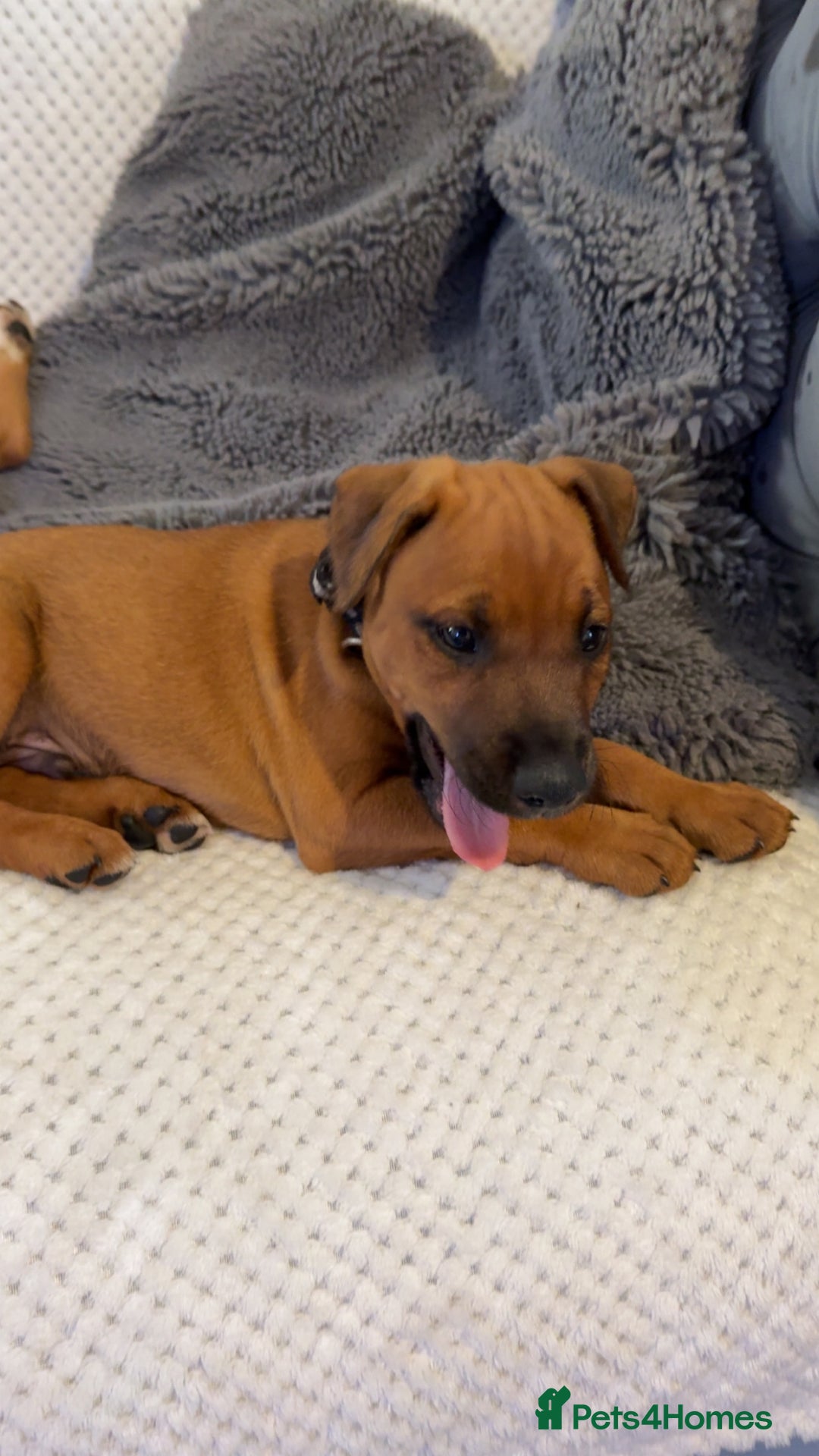 Mixed Breed dogs for sale: whippet mix - Image 15