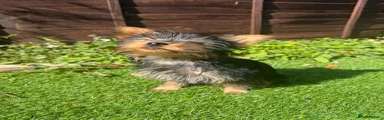 Jojo - Yorkshire Terrier 