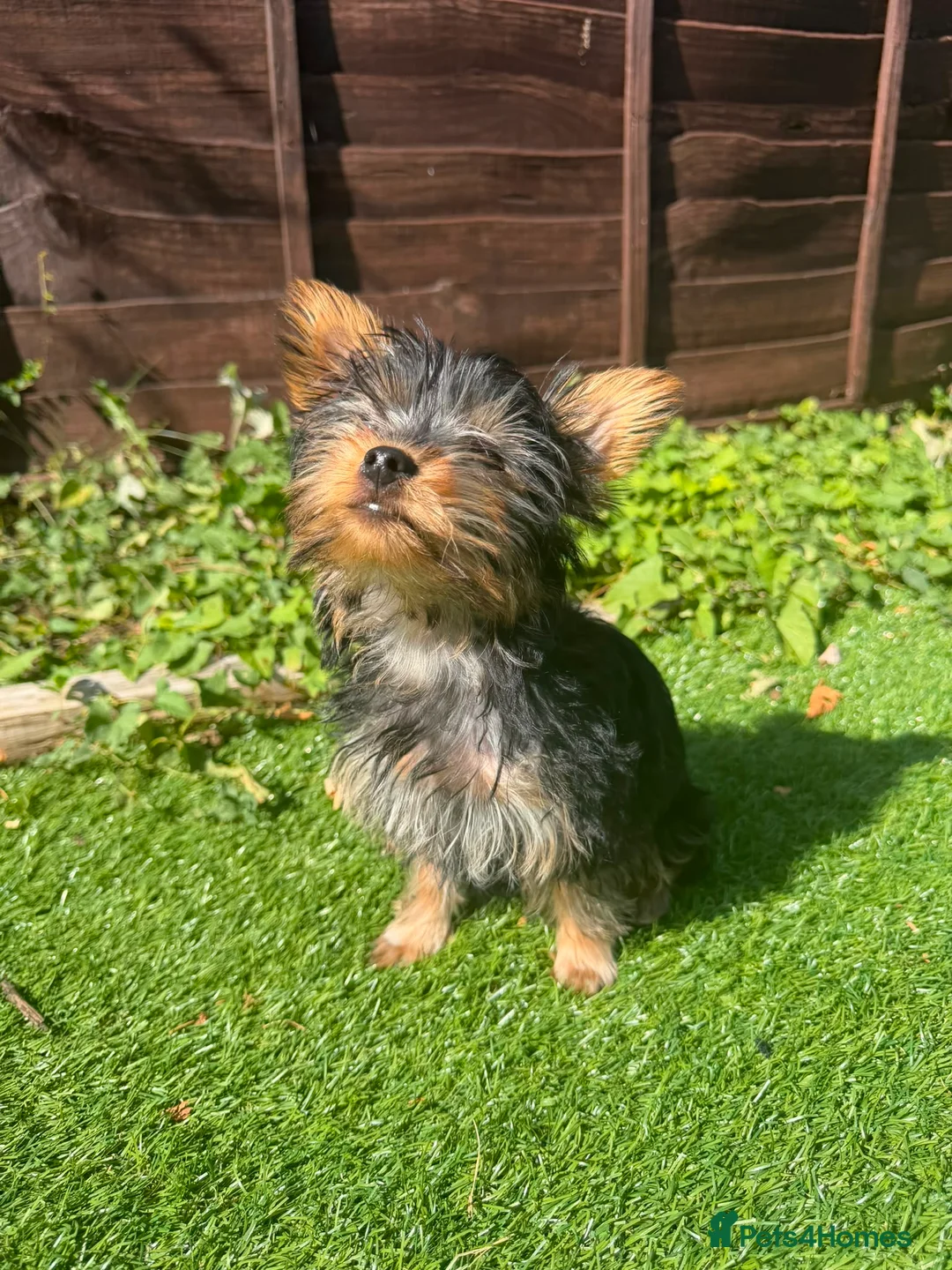 Yorkshire Terrier dogs for sale: Yorkshire terrier puppy  in Hemel Hempstead - Advert 2