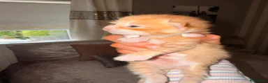 Maine Coon Kitten 1