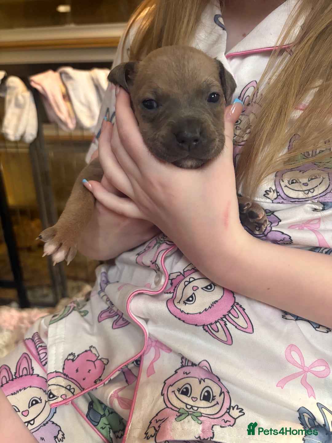 Mixed Breed dogs for sale: Staffy pups - Advert 9