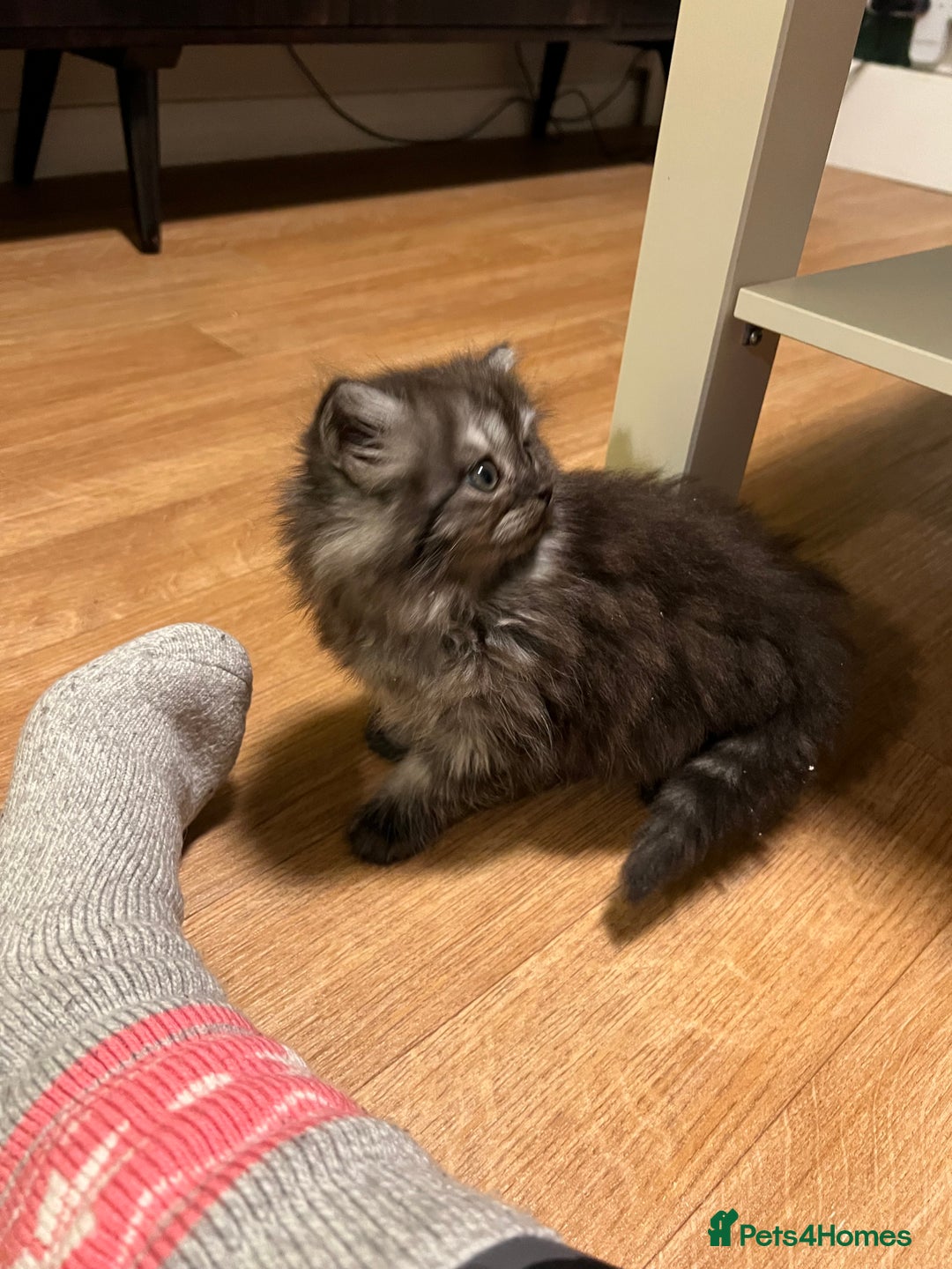 Persian cats for sale: Beautiful Persian Boy - Advert 1