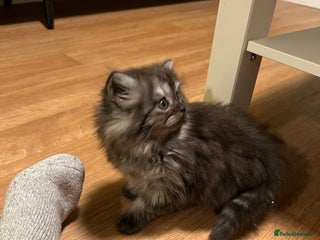 Persian cats Beautiful Persian Boy - Advert 1