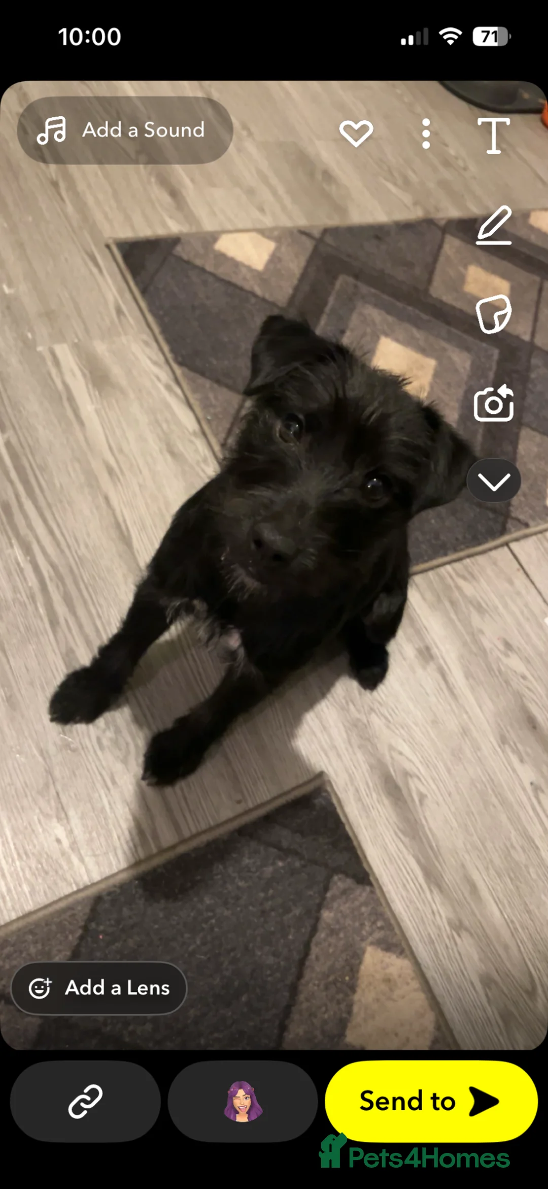 Mixed Breed dogs for sale: Re homing  in Mexborough - Advert 1