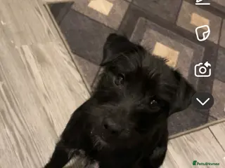 Mixed Breed dogs Re homing - Advert 16