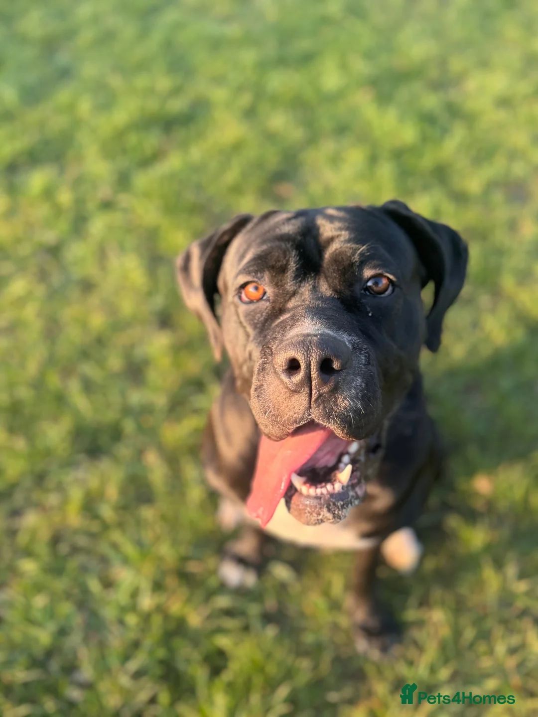 Cane Corso dogs for sale: 2 year old Female Cane Corso  - Advert 2
