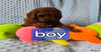Toy Poodle dogs - Advert 9