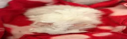 Guinea Pig rodents for sale: LOVELY BABY GUINEA PIGS - Advert 12