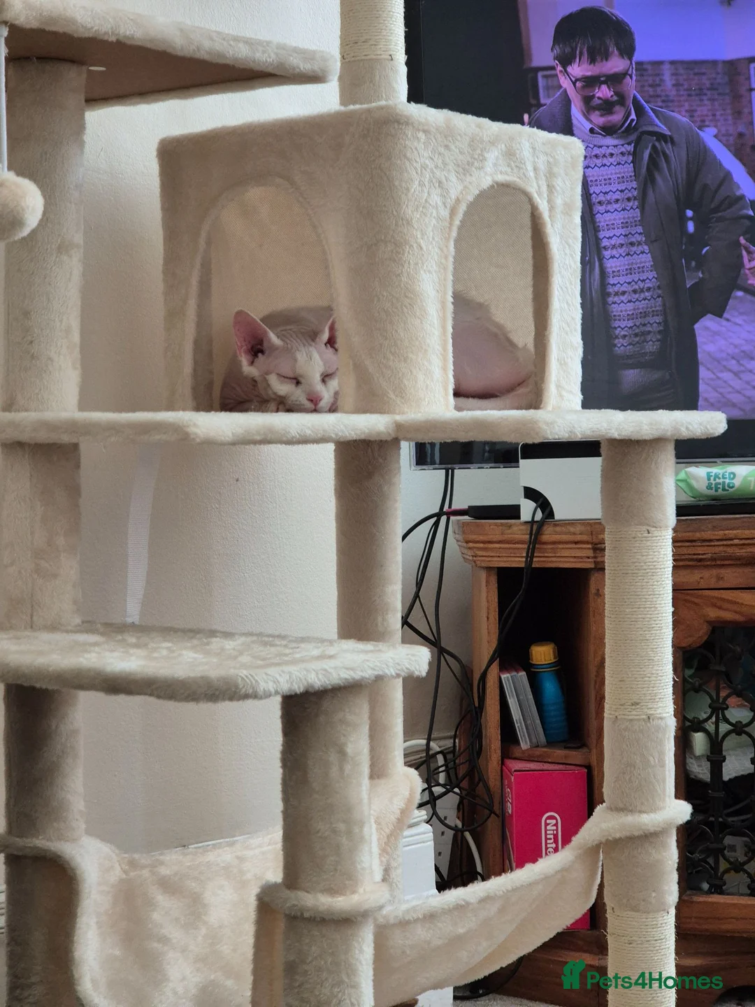 Sphynx cats for sale: Gorgeous bonded pair of Sphynx cats in Worthing - Advert 19