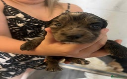 Cocker Spaniel dogs for sale: Merl cocker spaniel puppies  - Image 24