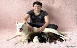 Chow Chow dogs for sale: Exotic colour chowsky puppies for sale  - Image 35