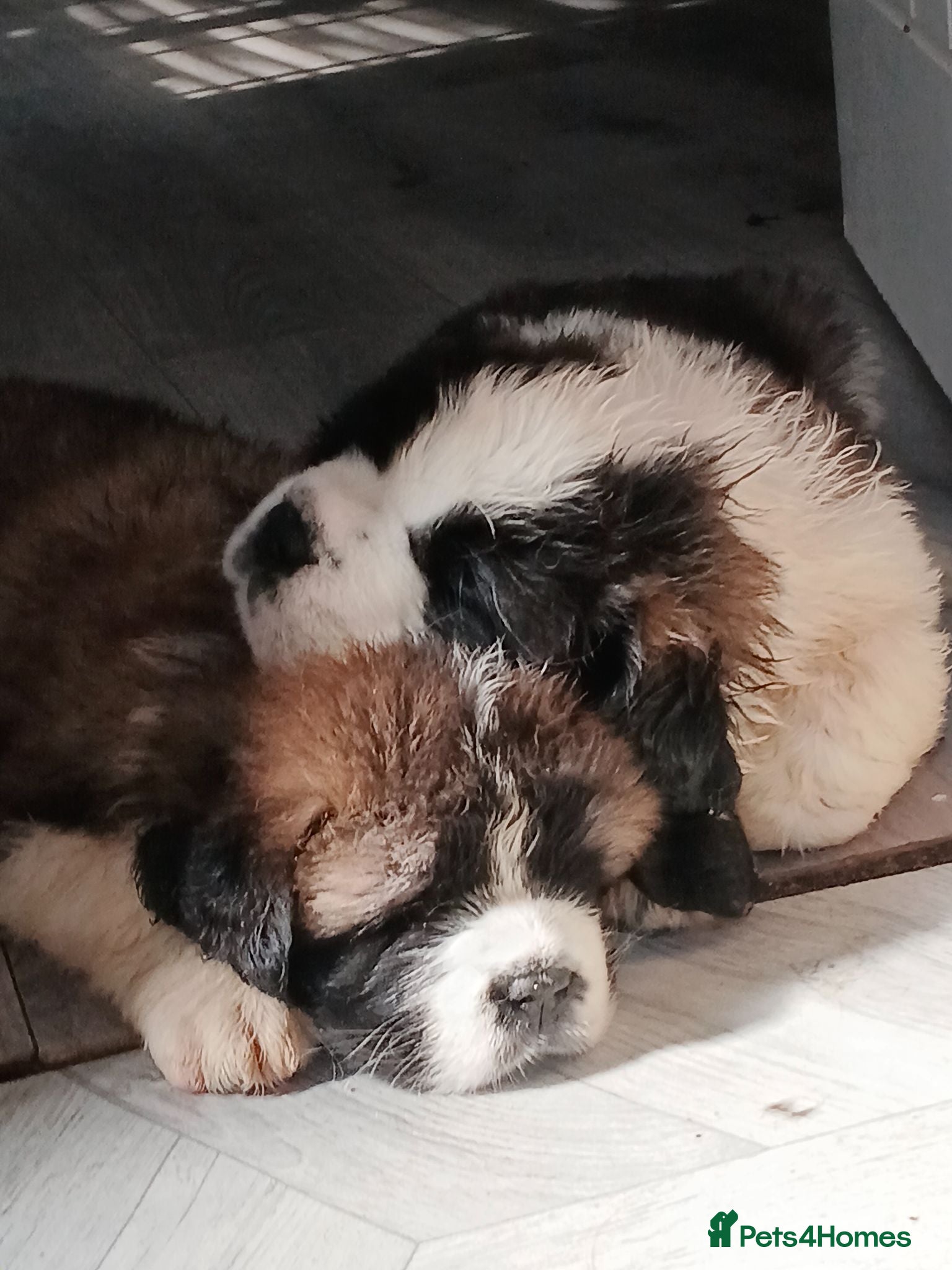 Saint Bernard dogs St Bernard kc registered puppies - Advert 2