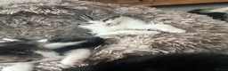 Mixed Breed cats for sale: 4 kittens  - Advert 22