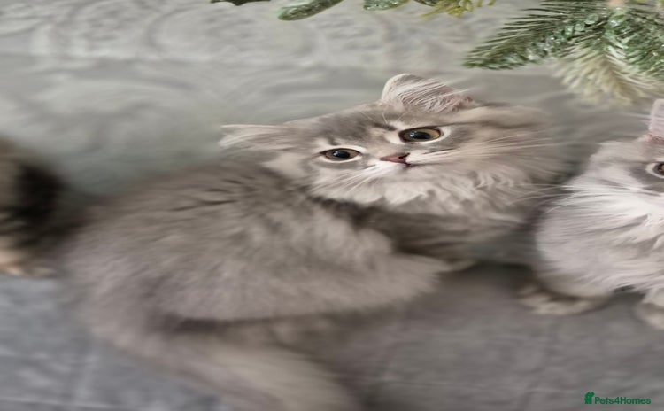 Scottish Fold cats in Ивсхам - Advert 6