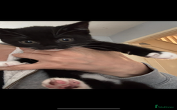 Mixed Breed cats for sale: 2 female black and white kittens - Image 2