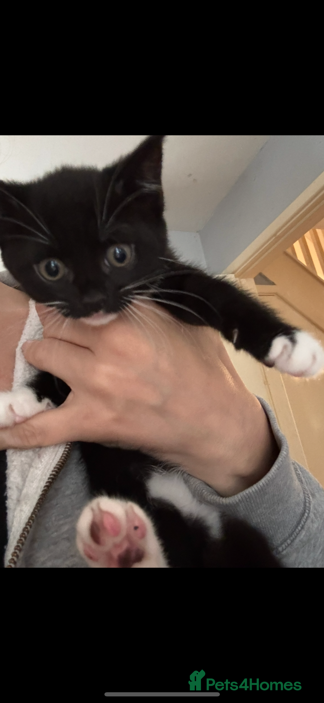 Mixed Breed cats for sale: 2 female black and white kittens - Image 2