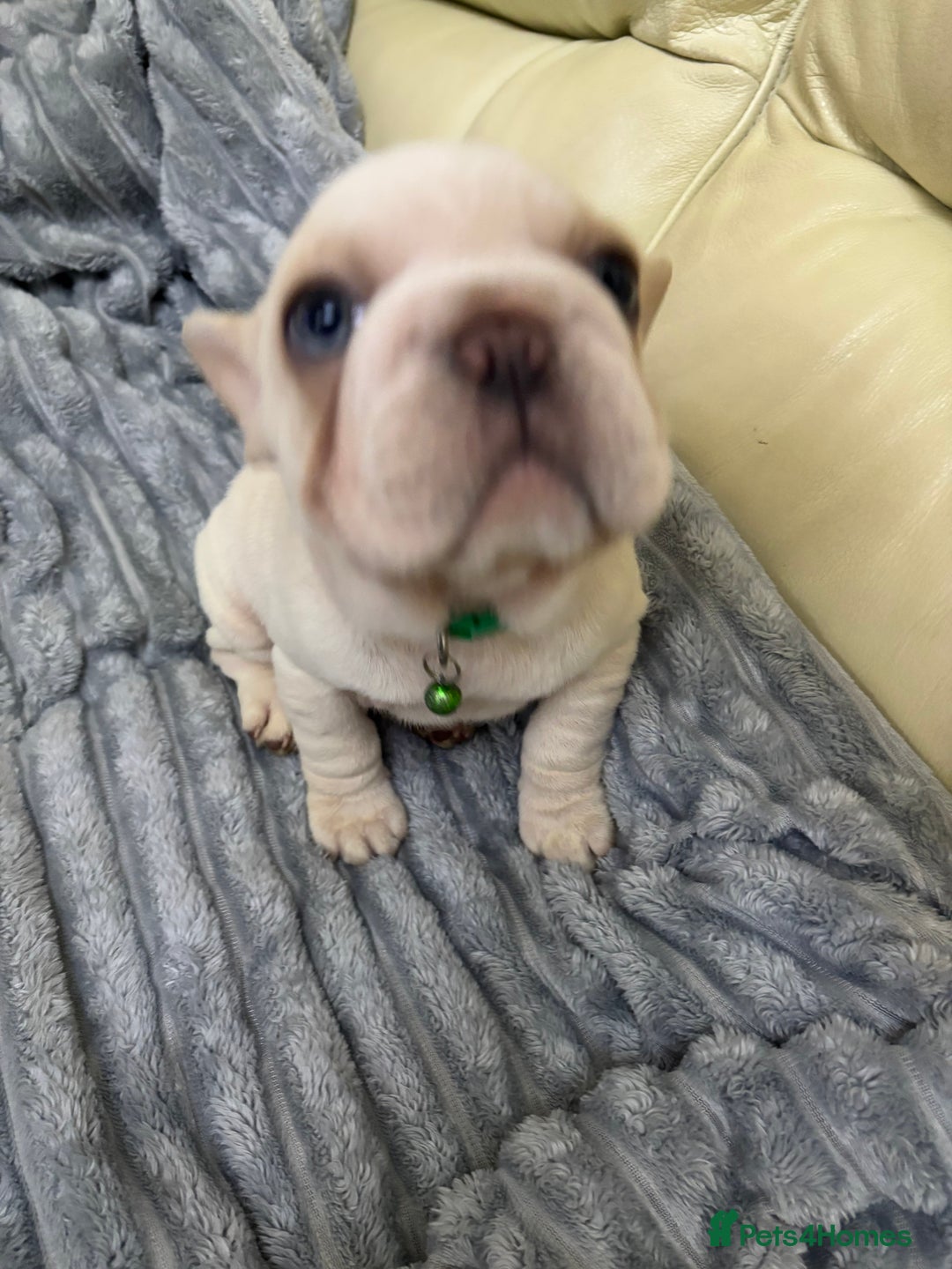 French Bulldog dogs for sale: Female French bulldog  - Advert 6