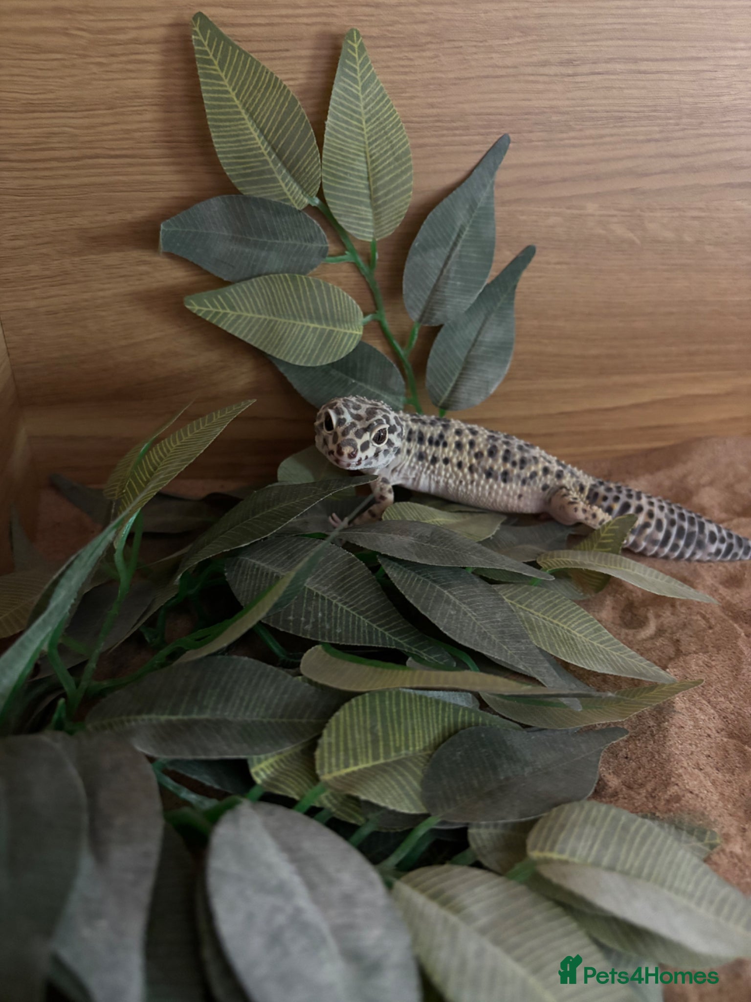Leopard Gecko reptiles Female leopard ghecko - Advert 1