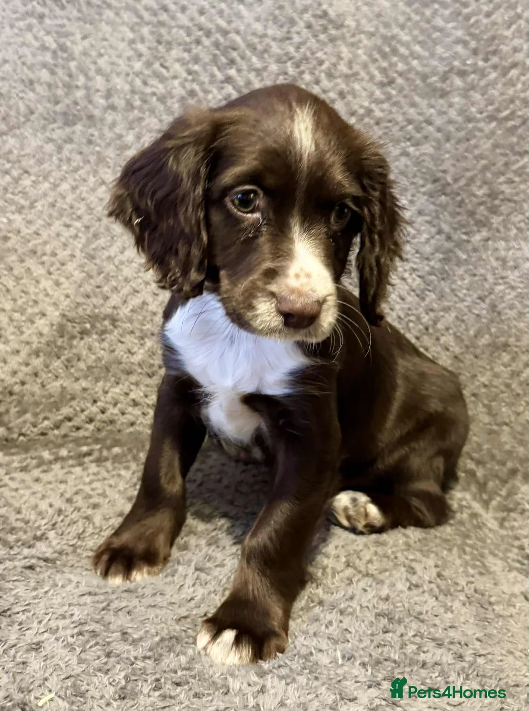 Sprocker dogs for sale: **LAST PUP** Beautiful Sprocker pups - Advert 9