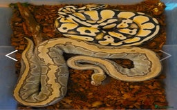 Python Snake reptiles for sale:  Royal Python - Image 3