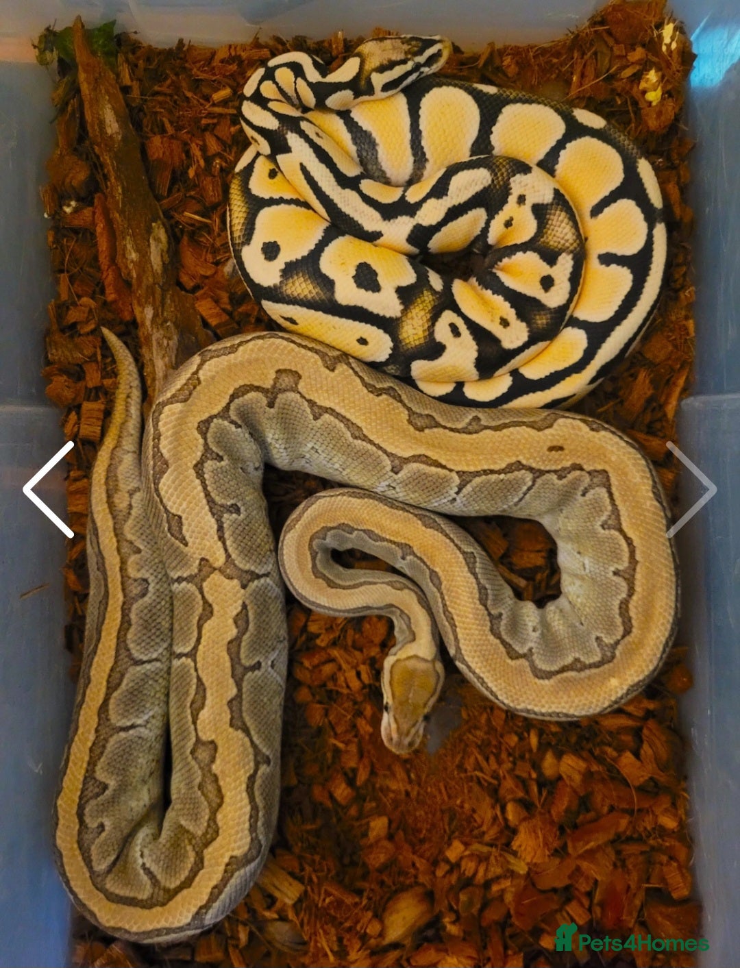 Python Snake reptiles for sale:  Royal Python - Image 3