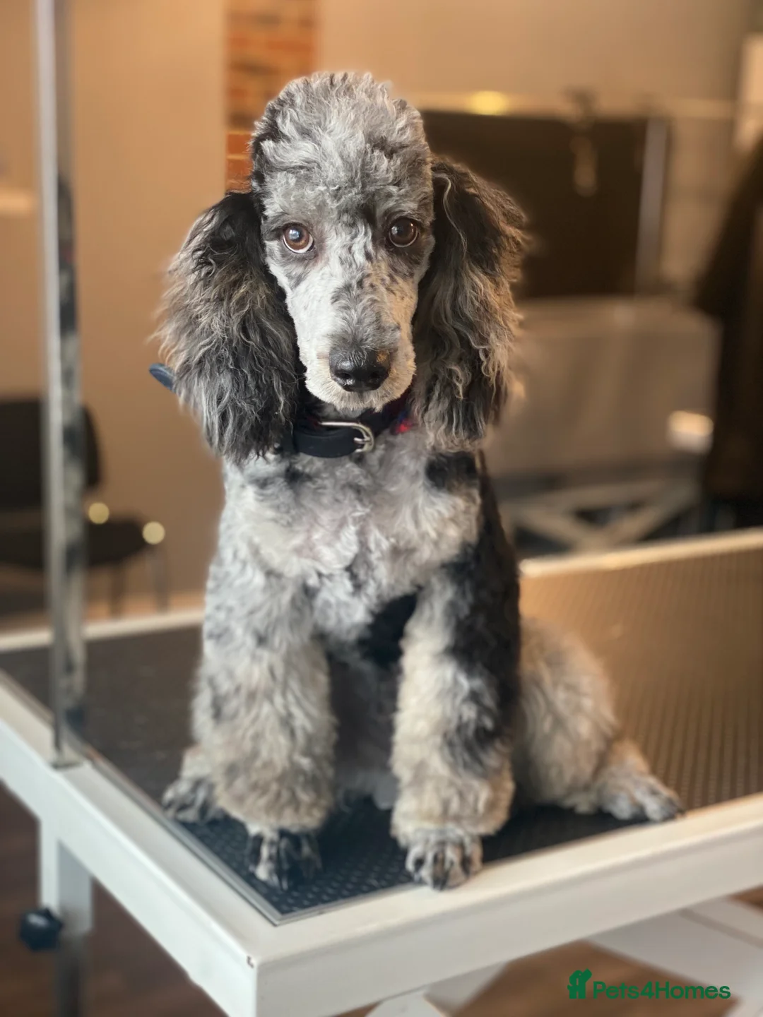 Poodle dogs for stud: Rare Blue Merle Phantom Poodle in Consett - Advert 2