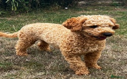 Toy Poodle dogs for stud: KC Registered Red Toy Poodle Fully DNA Tested in Radstock - Image 12