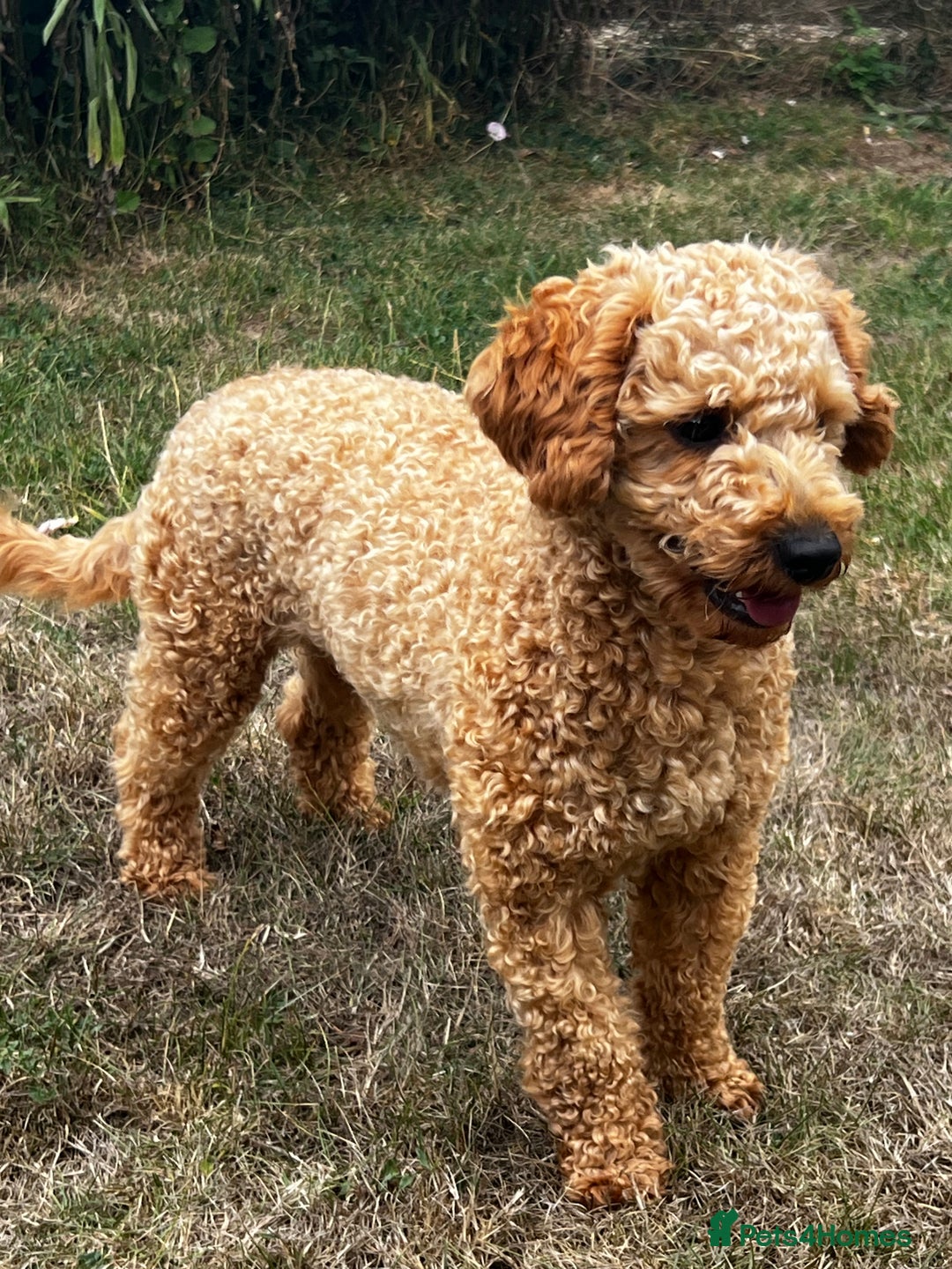 Toy Poodle dogs for stud: KC Registered Red Toy Poodle Fully DNA Tested in Radstock - Image 12