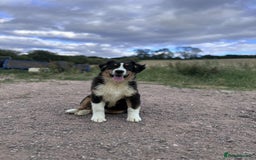 Miniature American Shepherd dogs for sale: Miniature American Shepherds  - Image 6