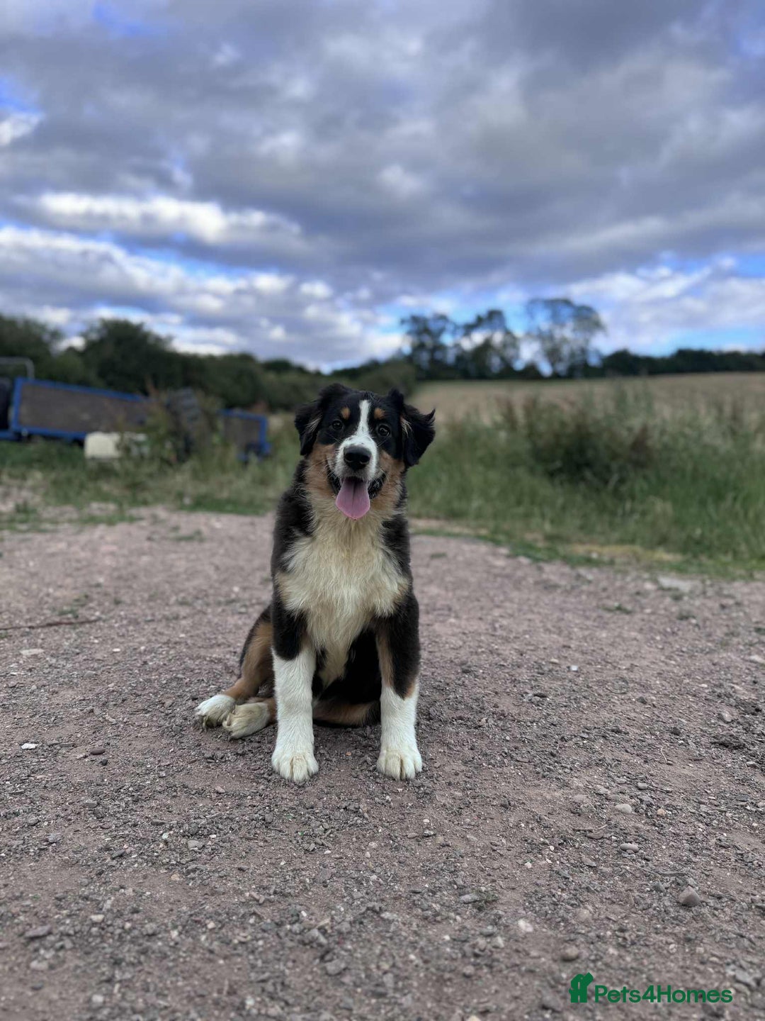 Miniature American Shepherd dogs for sale: Miniature American Shepherds  - Image 6