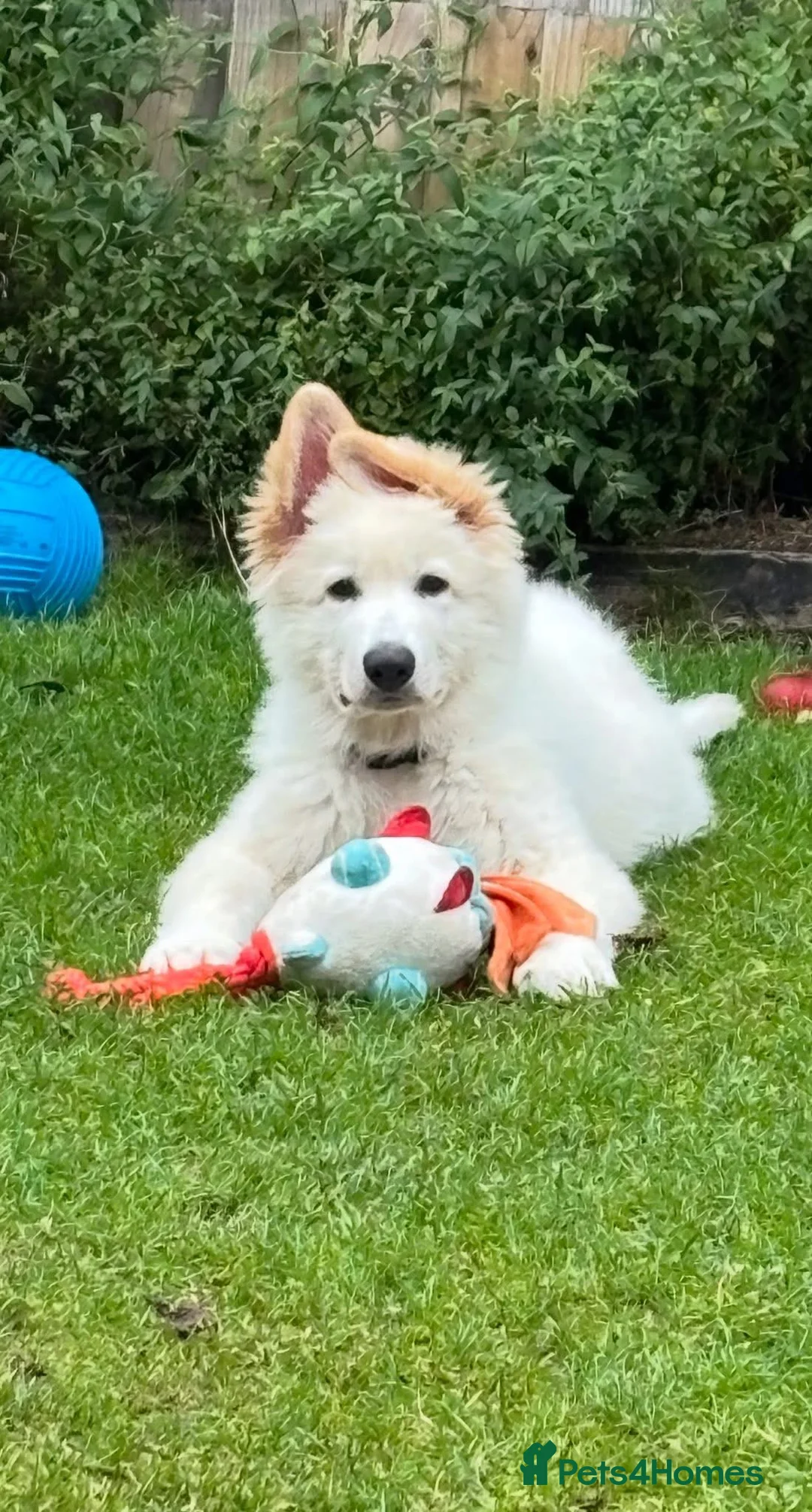 German Shepherd dogs for sale: Stunning ICE white KC long haired GSD pups  in Ripon - Advert 2