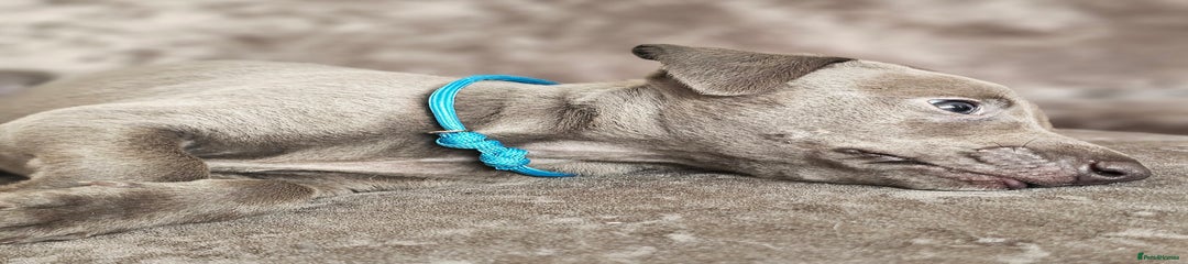 Whippet Puppy 1