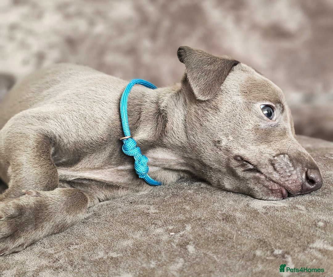 Whippet dogs for sale: KC Registered Blue Laguna Whippets - Image 24