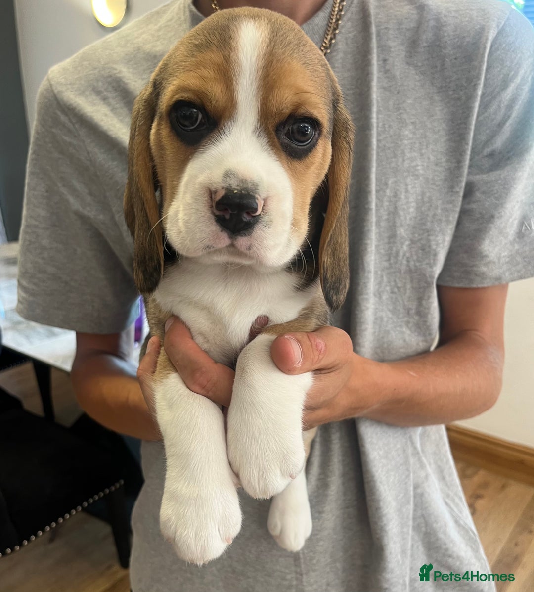 Beagle dogs for sale: Adorable Puppies- KC Reg  - Image 6