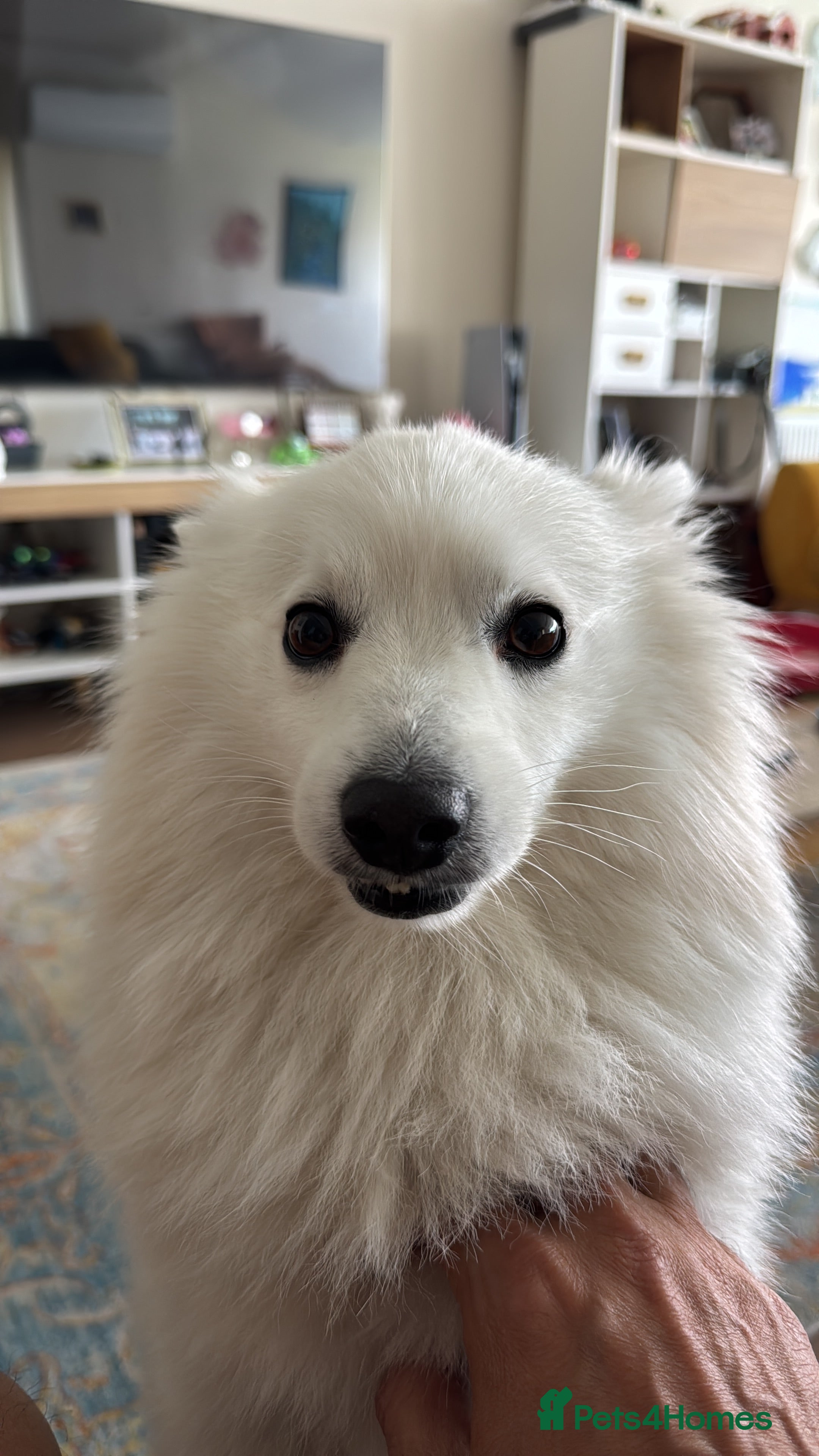 Japanese Spitz dogs Looking for a wife for handsome Japanese spitz  - Advert 1