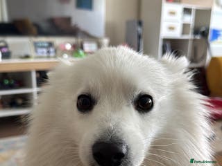 Japanese Spitz dogs Looking for a wife for handsome Japanese spitz - Advert 2