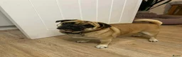 Jug dogs for adoption: 💙 One Little Pug X, One Big Heart 💙 in Droitwich - Advert 4