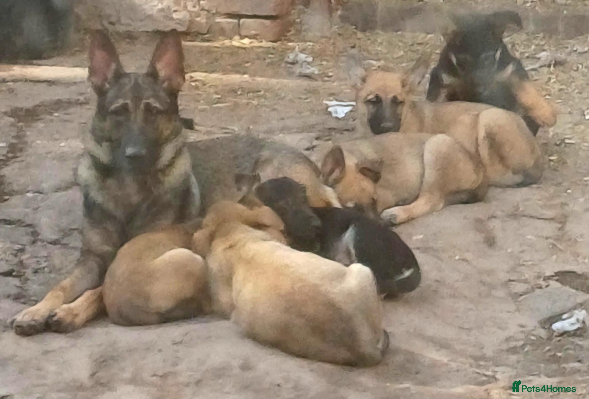 German Shepherd dogs Adorable German Shepherd puppies  - Advert 1